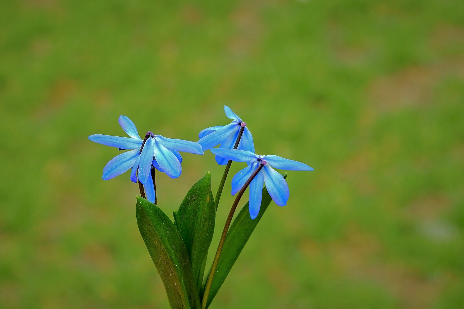 Nikon Coolpix P900 sample photo. Cebulica siberian, flower, early photography