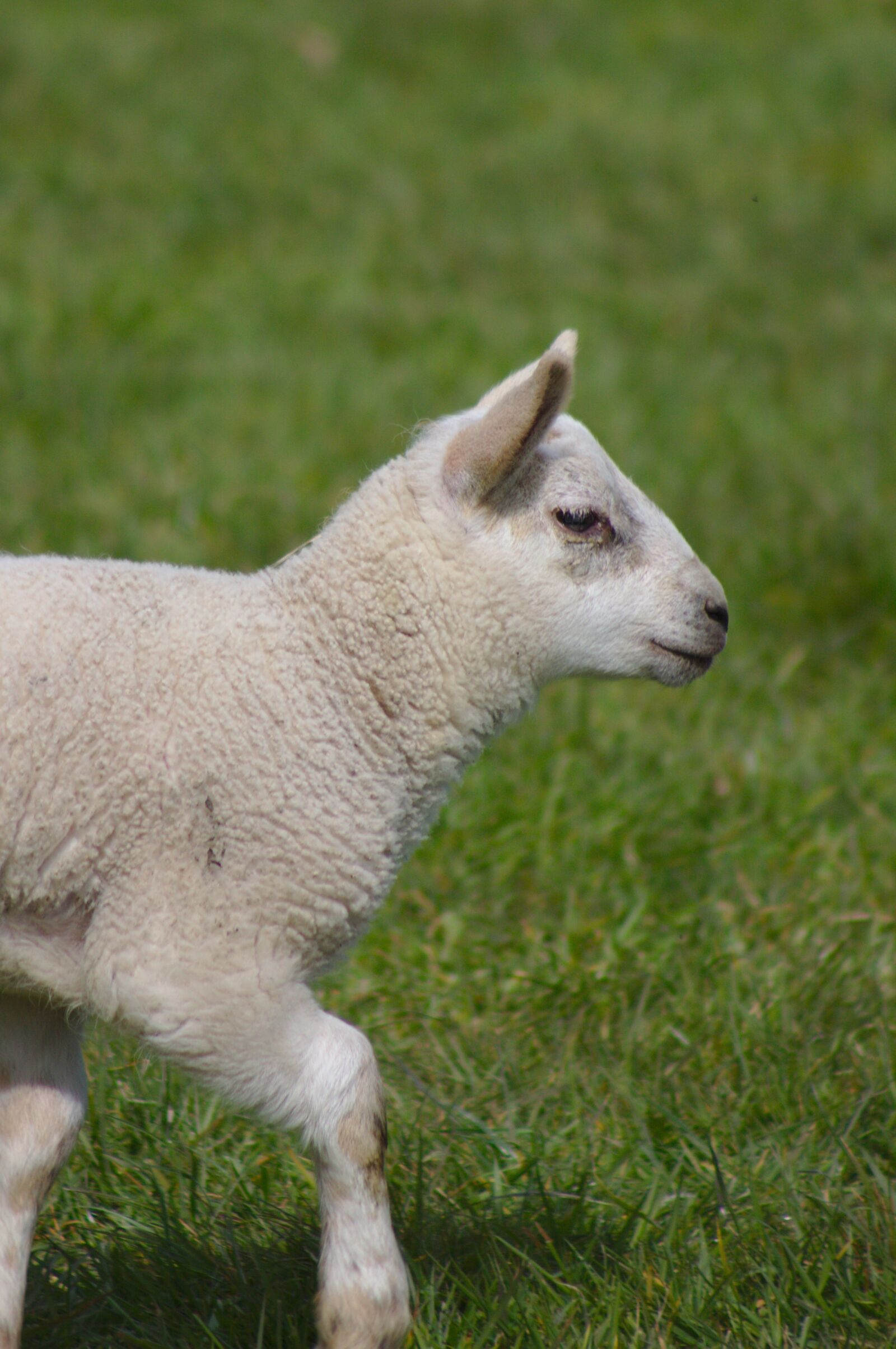 Canon EOS 50D sample photo. Lamb, sheep, farm photography