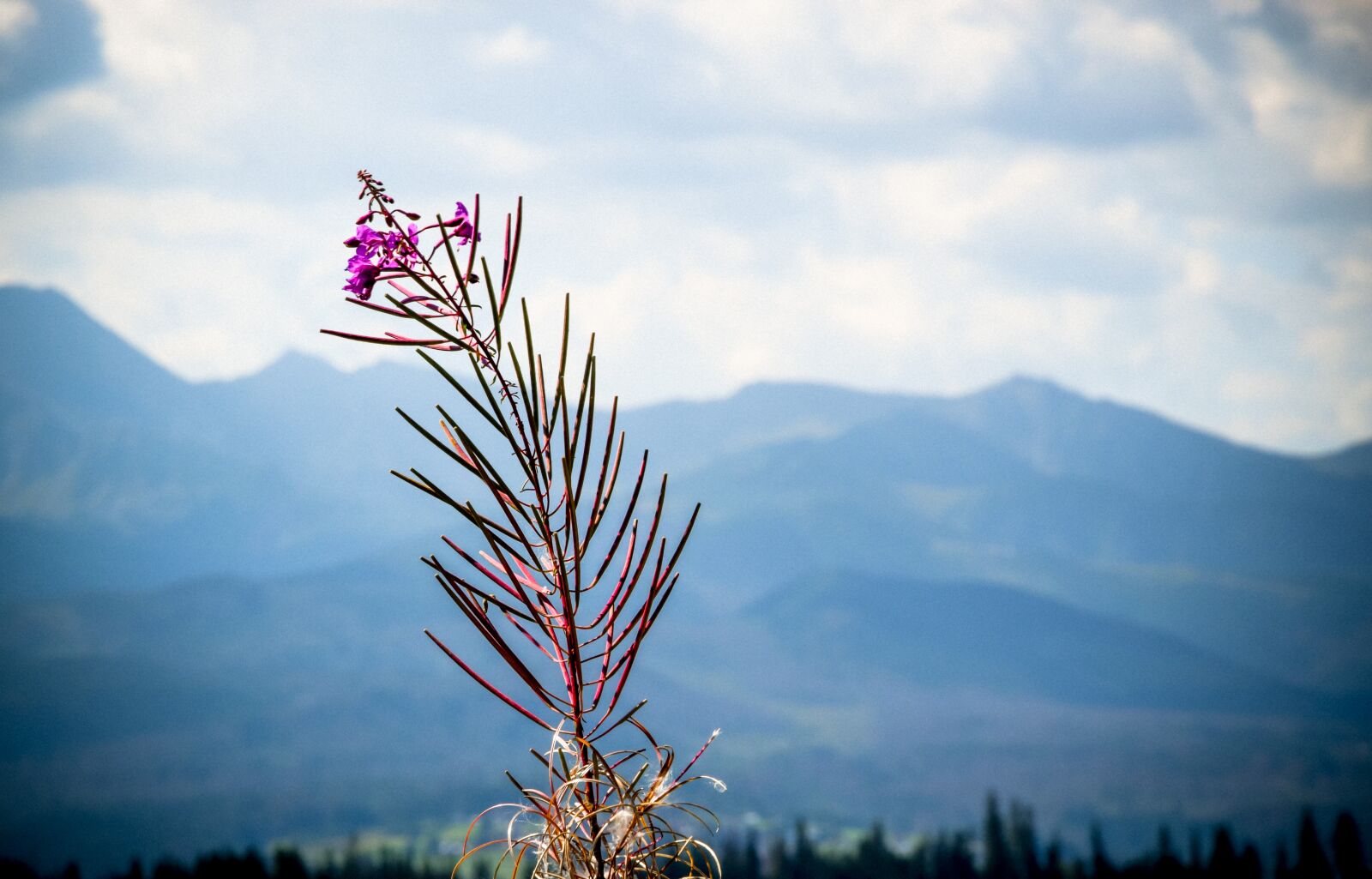 Nikon D3300 sample photo. Mountains, view, flower photography