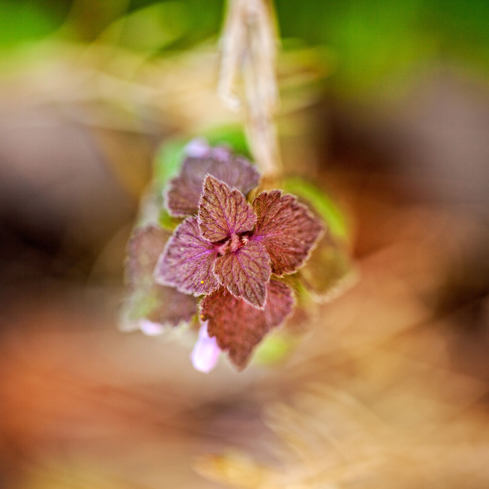 Canon EF 100mm F2.8L Macro IS USM sample photo. Leaves, macro, tiny photography