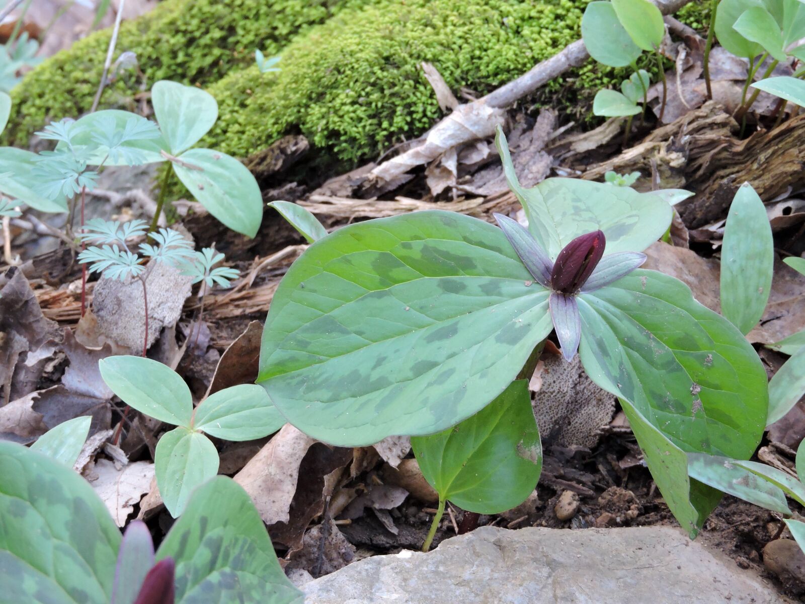 Nikon Coolpix P600 sample photo. Toad shade, plant photography