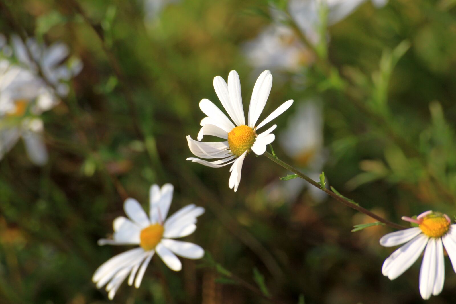 Canon EOS 50D sample photo. White flowers, nature, plants photography