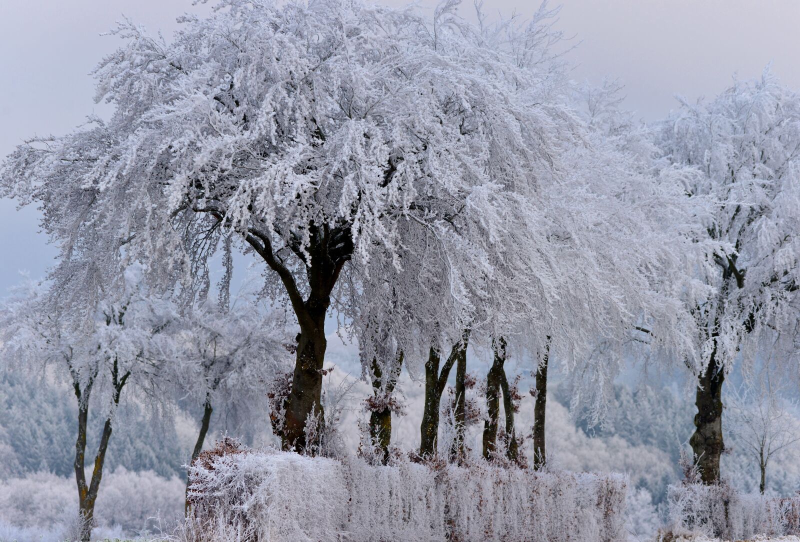 Nikon D600 sample photo. Trees, winter, frozen photography