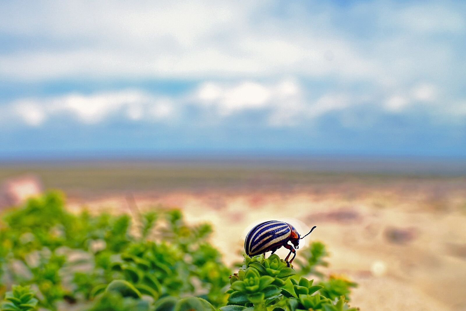 Nikon D750 sample photo. Potato beetle, beetle, insect photography