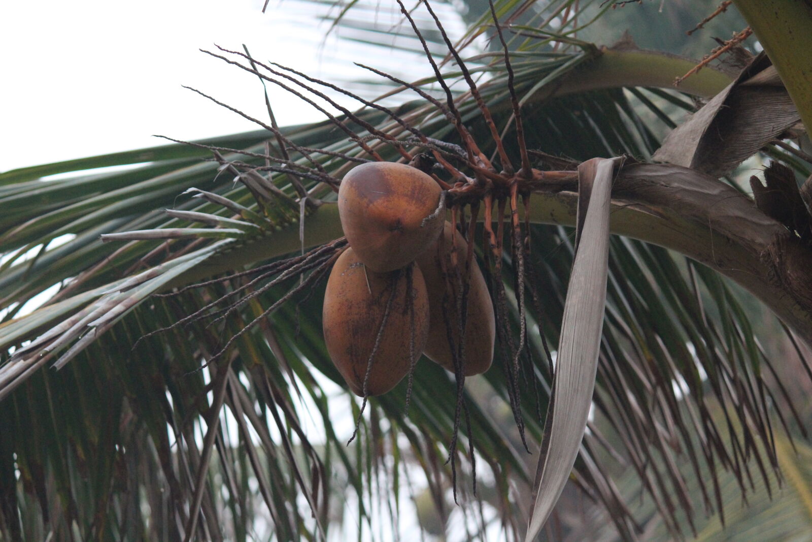 Canon EOS 1300D (EOS Rebel T6 / EOS Kiss X80) sample photo. Coconuts photography