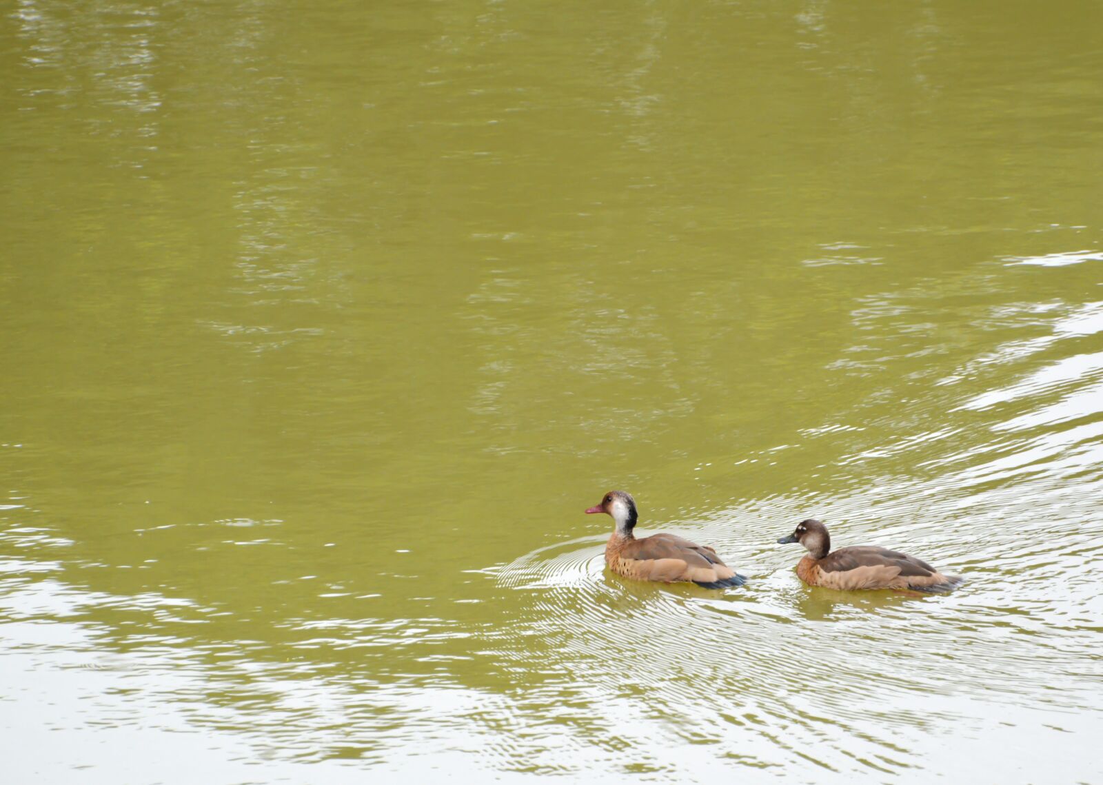 Nikon D3200 sample photo. Duck, animal, nature photography