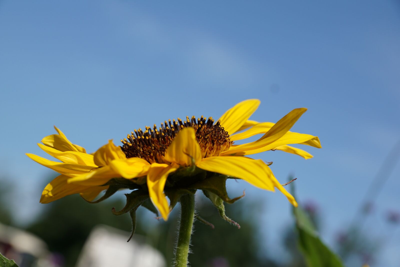 Sony DT 16-50mm F2.8 SSM sample photo. Sunflower, flower, yellow photography