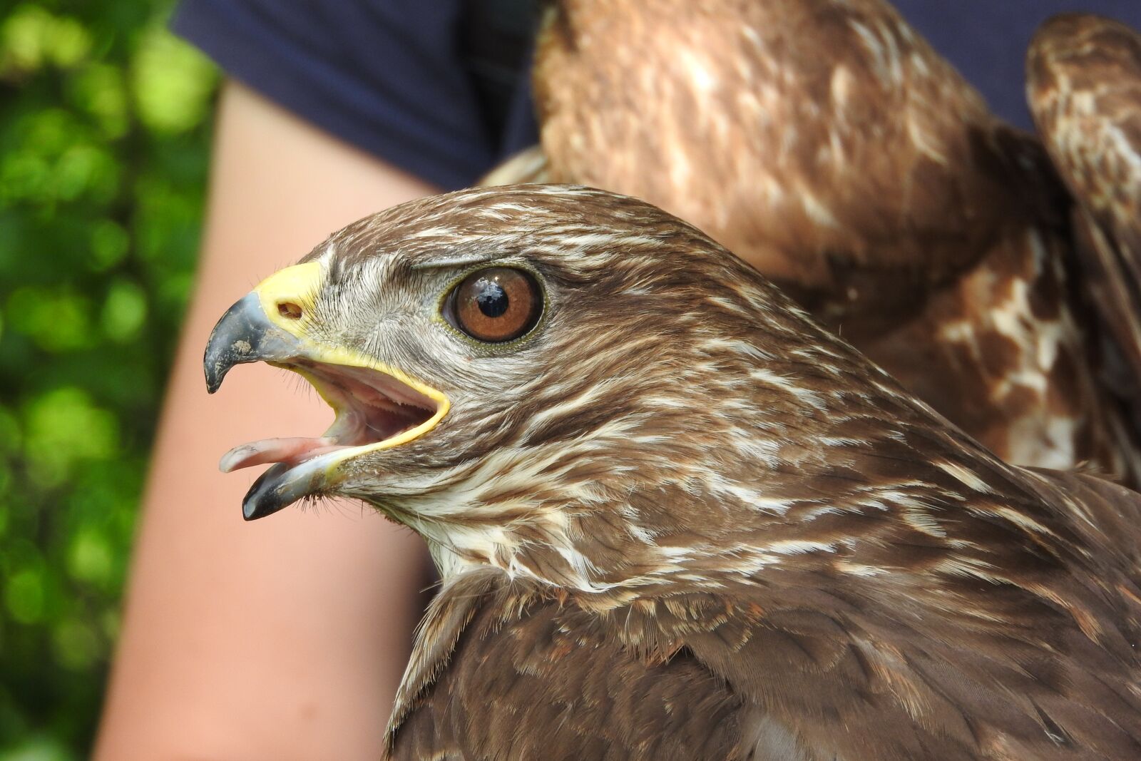 Nikon Coolpix P610 sample photo. Buzzard, predator, head photography