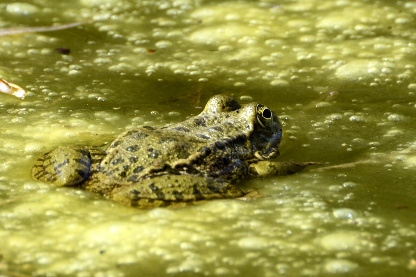 Nikon D7100 sample photo. Frog, animal, nature photography