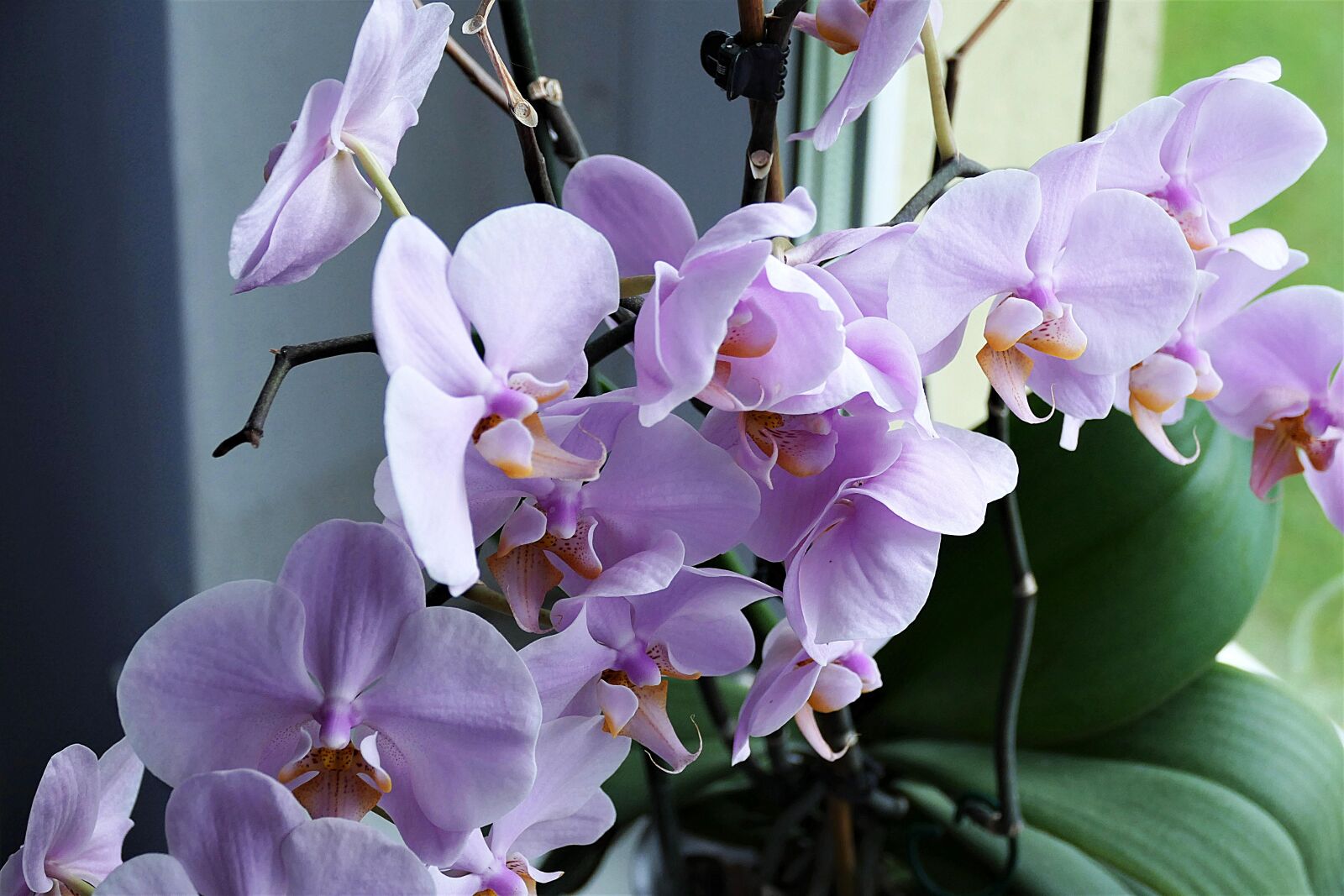 Panasonic Lumix DMC-FZ1000 sample photo. Orchid, flower, close up photography