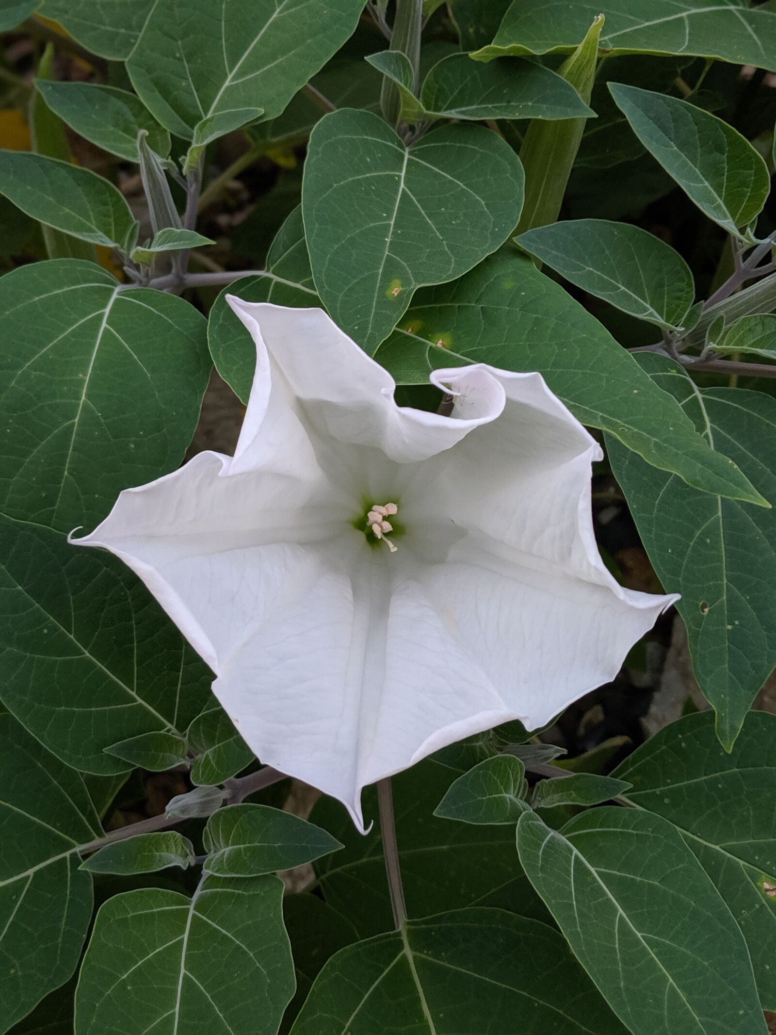 Google Pixel 2 sample photo. Flower, lily, bloom photography
