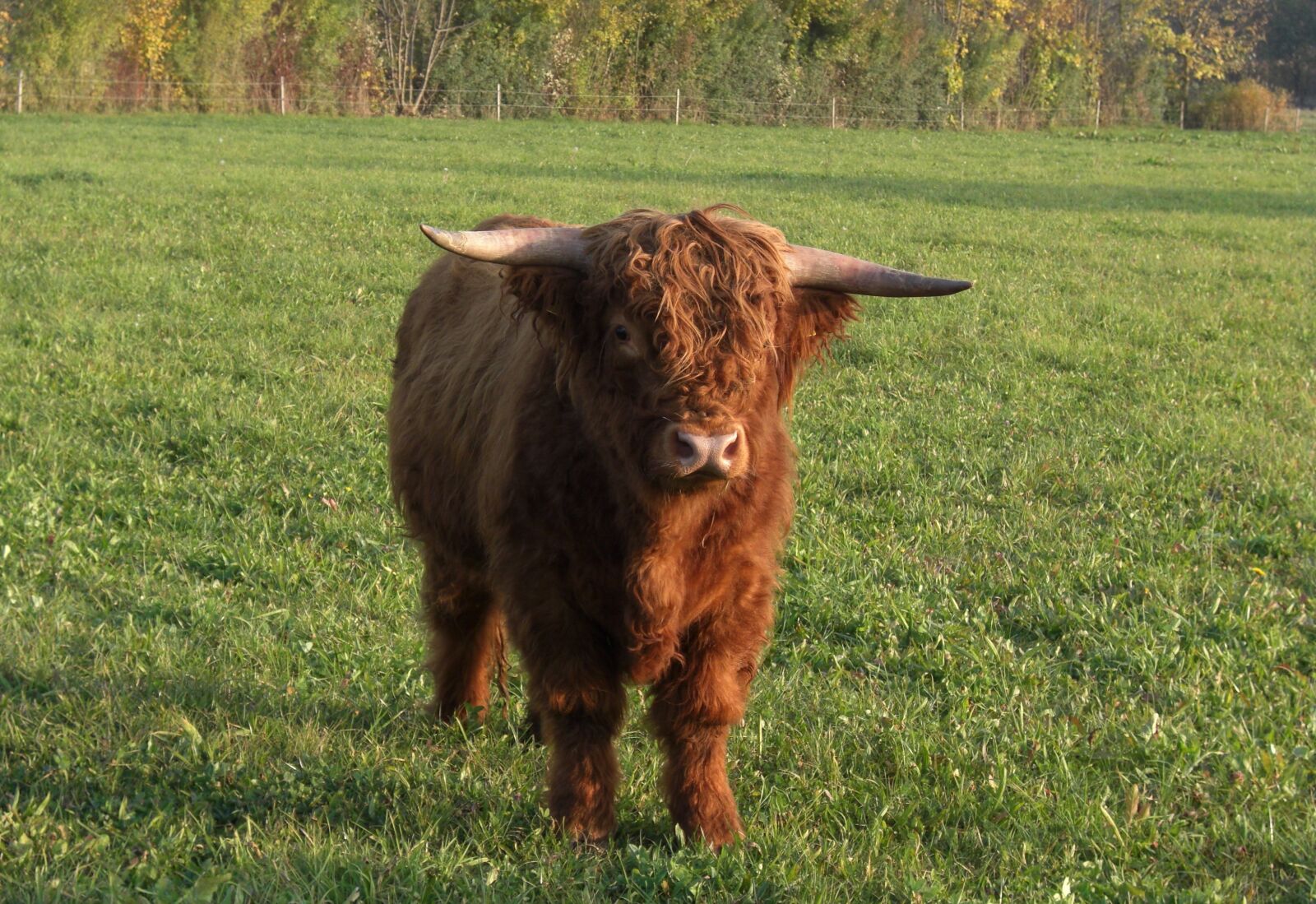 CASIO EX-Z1200 sample photo. Galloway beef, pasture, weidetier photography