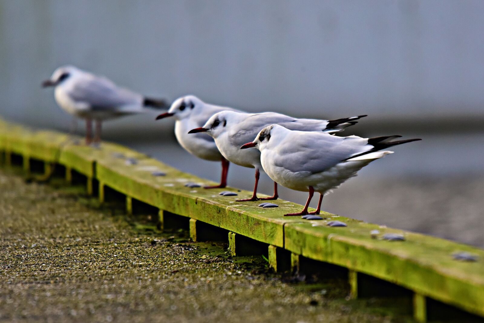 Nikon D750 sample photo. Seagull, gull, seabird photography