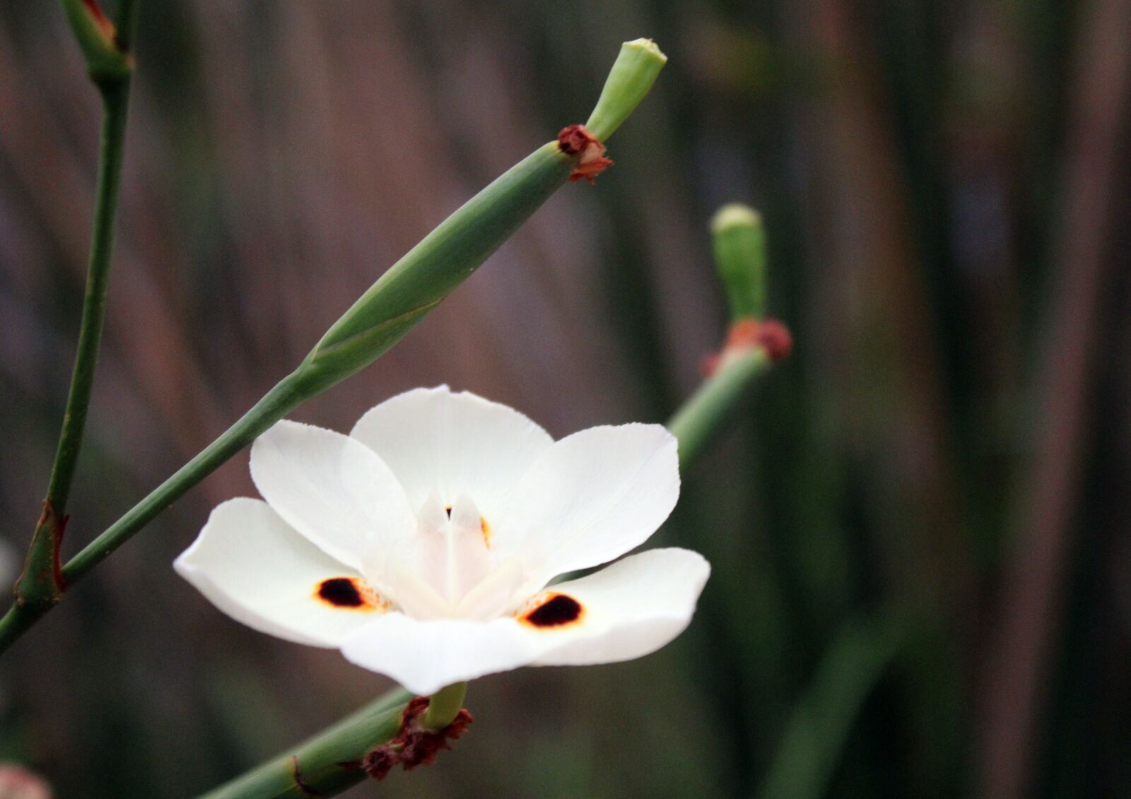 Canon EOS 4000D (EOS Rebel T100 / EOS 3000D) sample photo. Flower, white, blur background photography