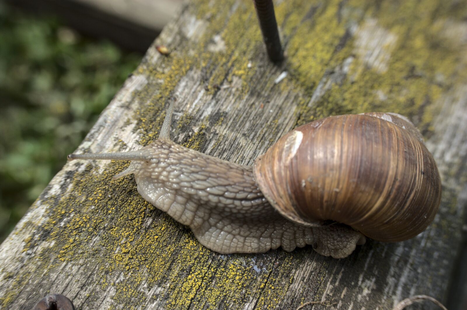 Nikon D40 sample photo. Snail, the snail helix photography