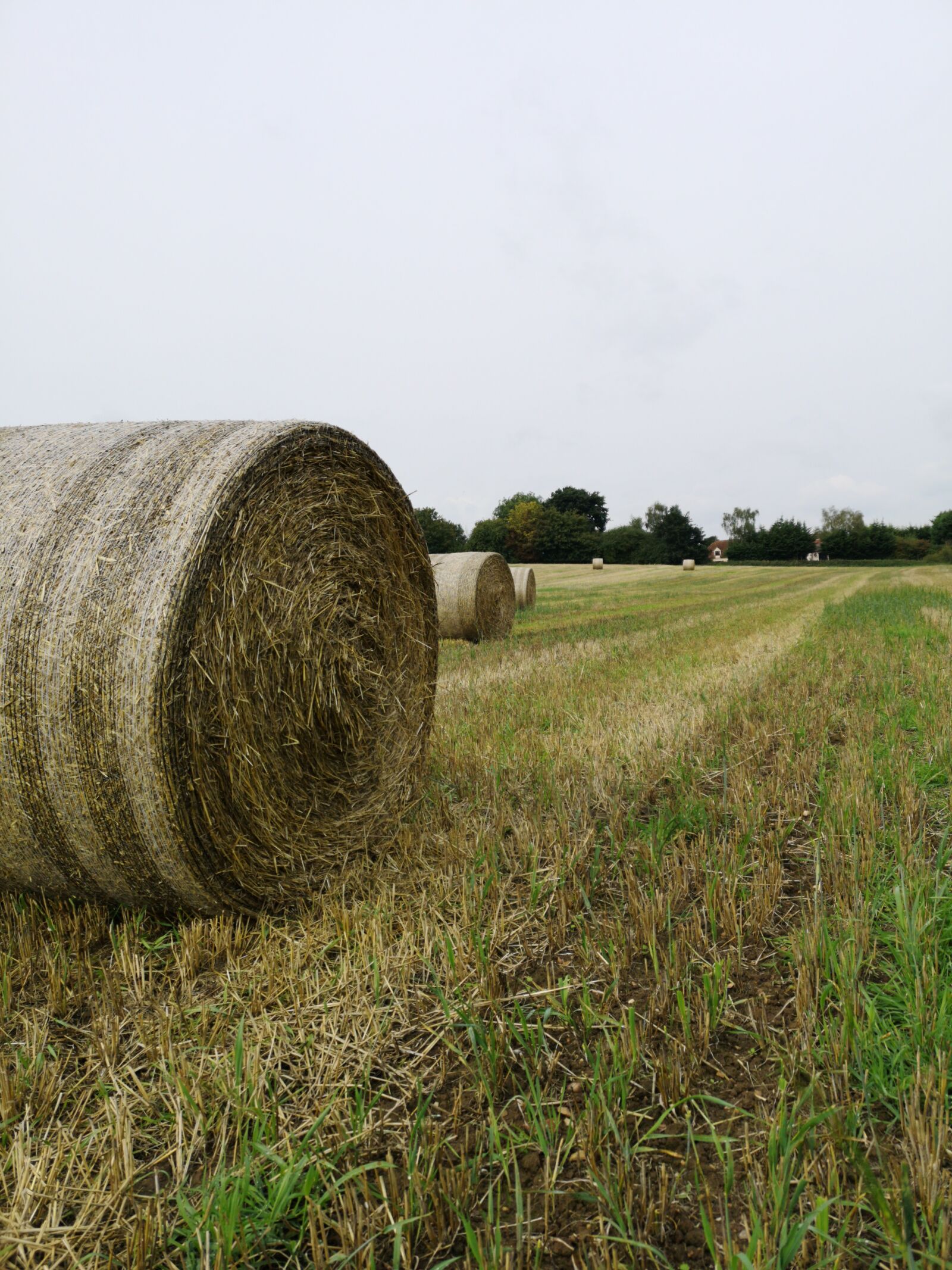HUAWEI CLT-L29 sample photo. Landscape, fields, farming photography