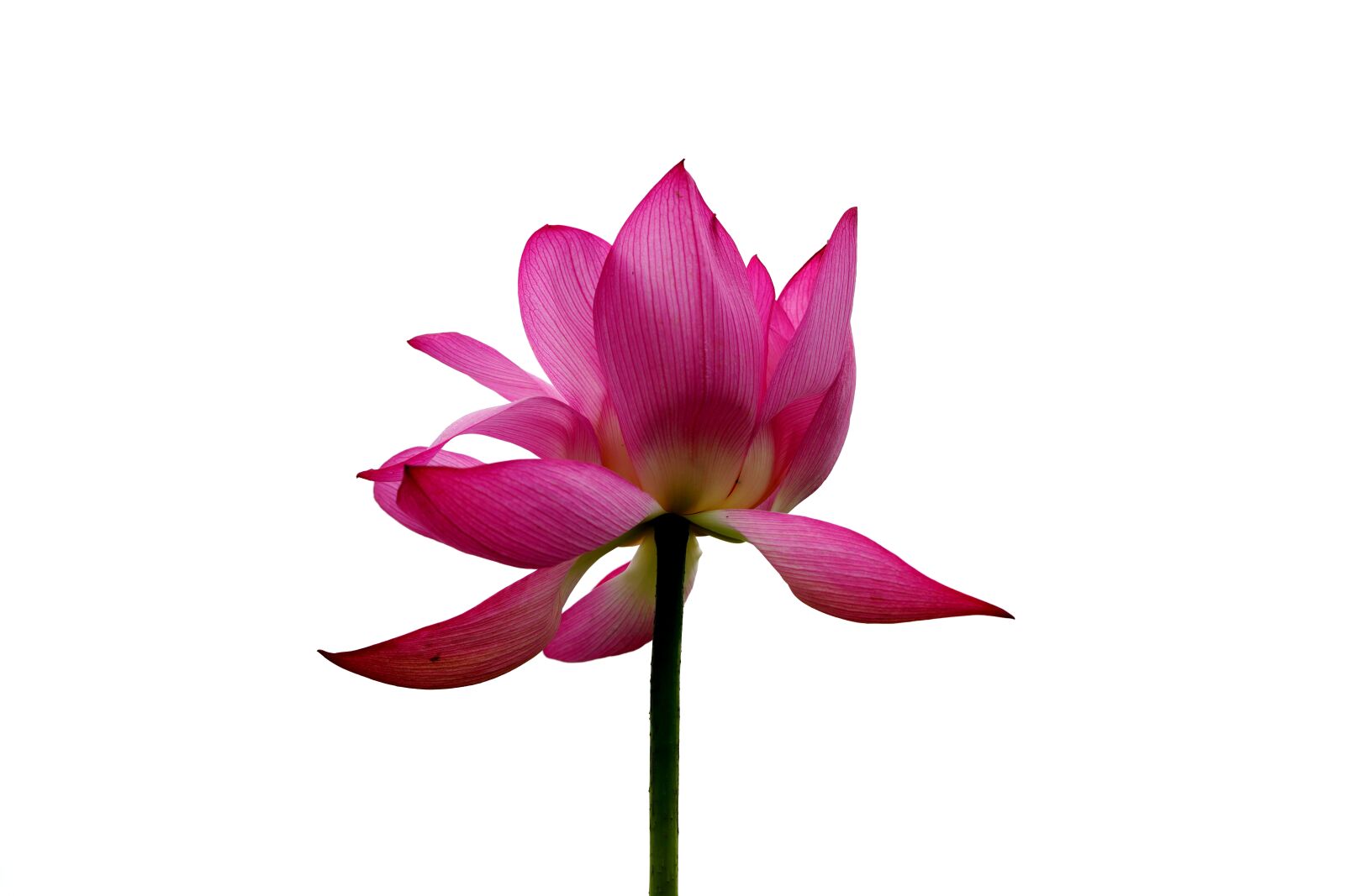 Sony a7R III + Sony FE 90mm F2.8 Macro G OSS sample photo. Red flower, lotus flower photography