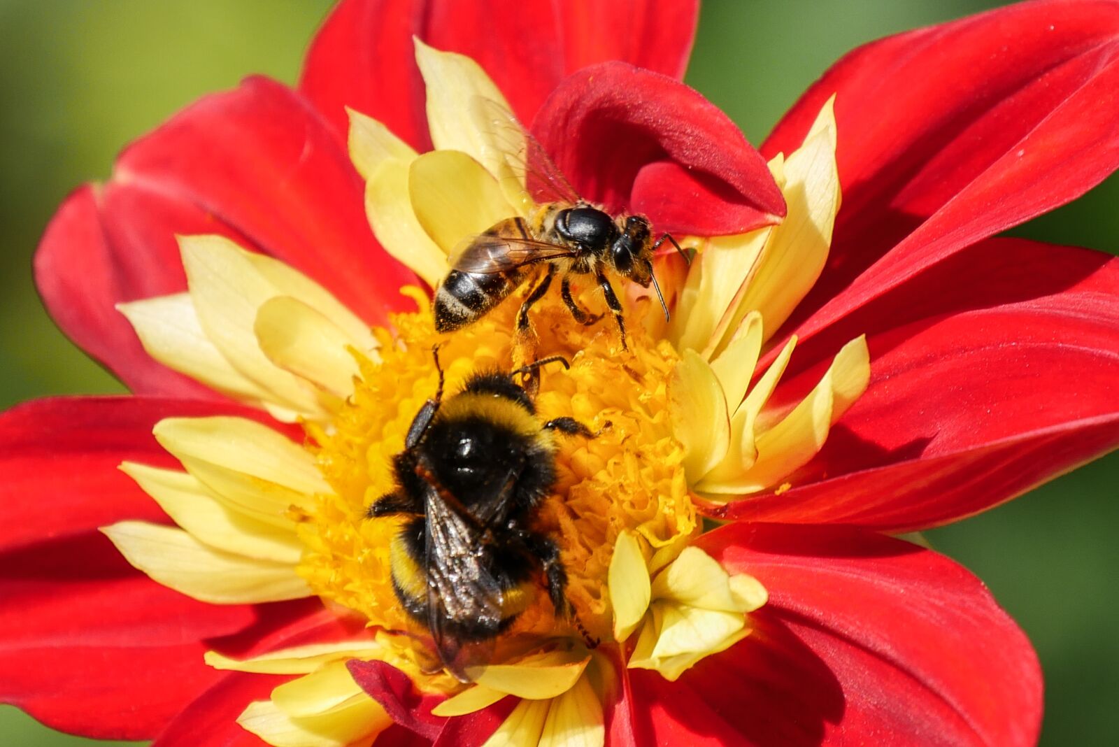Panasonic DMC-G70 sample photo. Nature, flower, insect photography