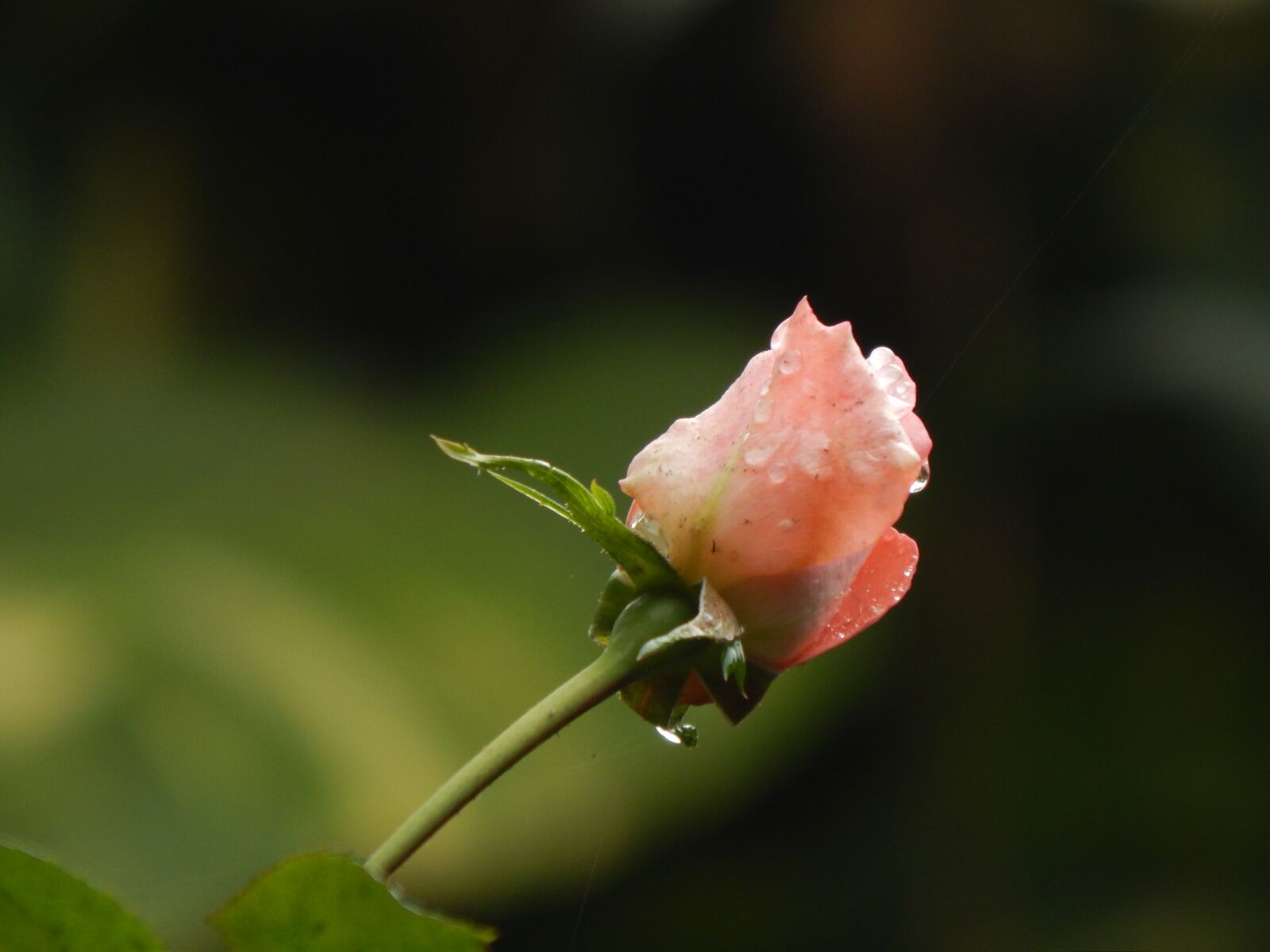 Nikon Coolpix L820 sample photo. Rosa, pimpollo, rain photography