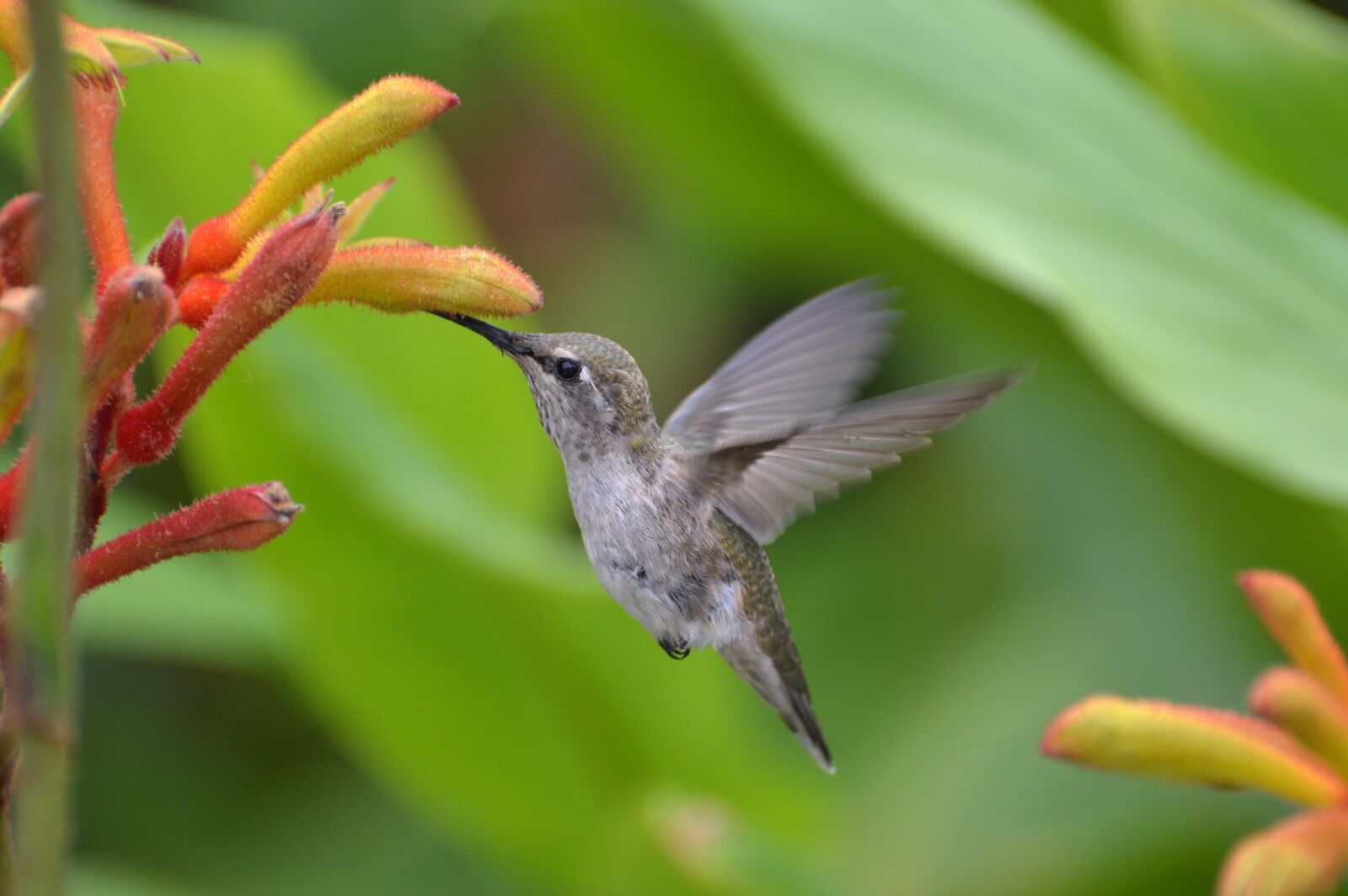 Nikon D3200 sample photo. Hummingbird, kangaroo paws, nature photography