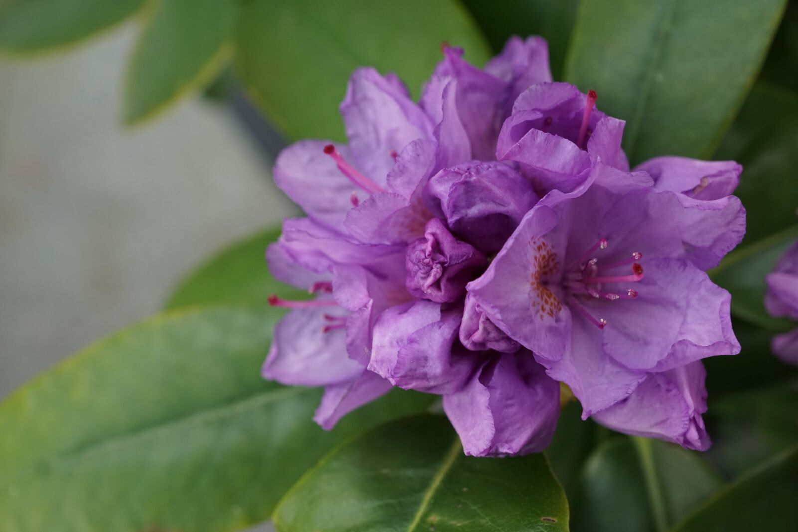 Sony ILCA-77M2 + Sony DT 16-50mm F2.8 SSM sample photo. Rhododendron, flower, bud photography