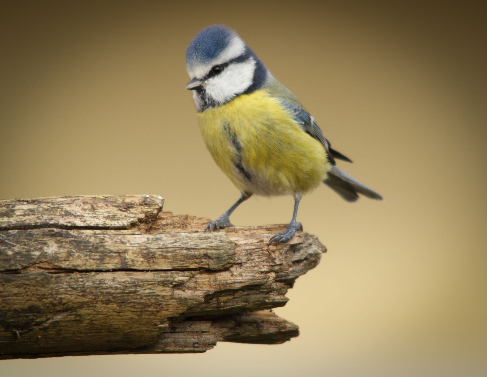 Canon EOS 550D (EOS Rebel T2i / EOS Kiss X4) sample photo. Bird, tit, animal photography