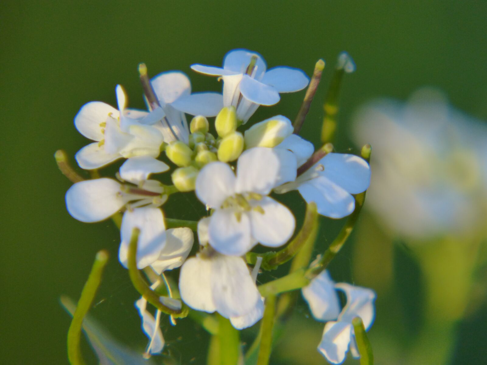 Panasonic DMC-FZ62 sample photo. Garlic mustard, flower, spring photography