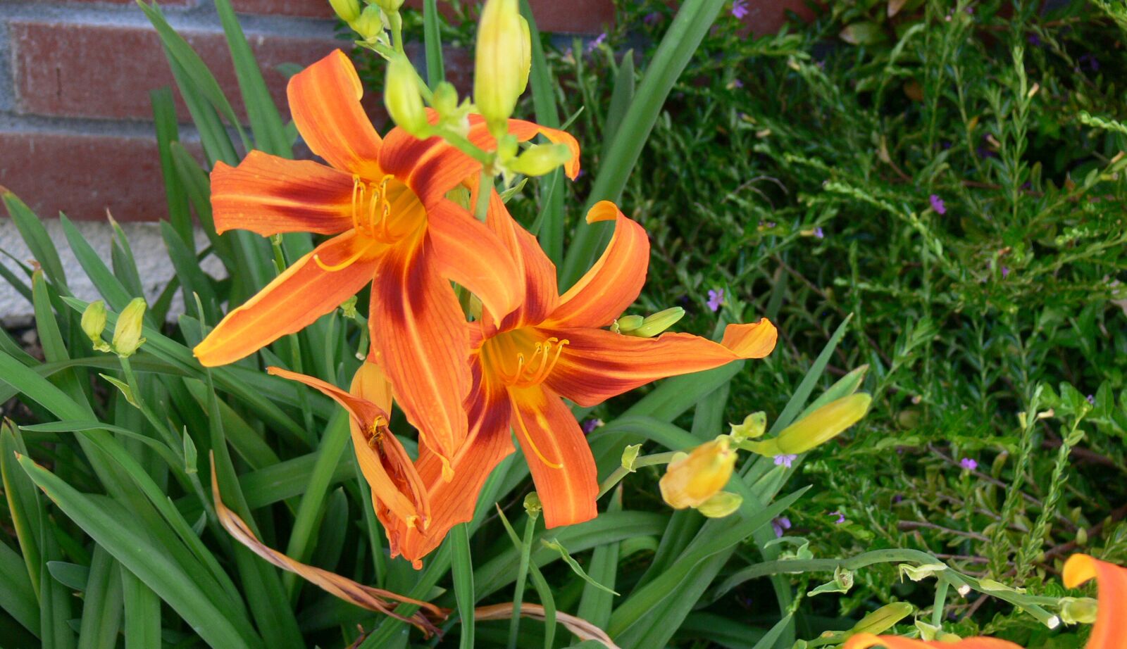 Panasonic DMC-FZ30 sample photo. Lilies, orange, flowers photography