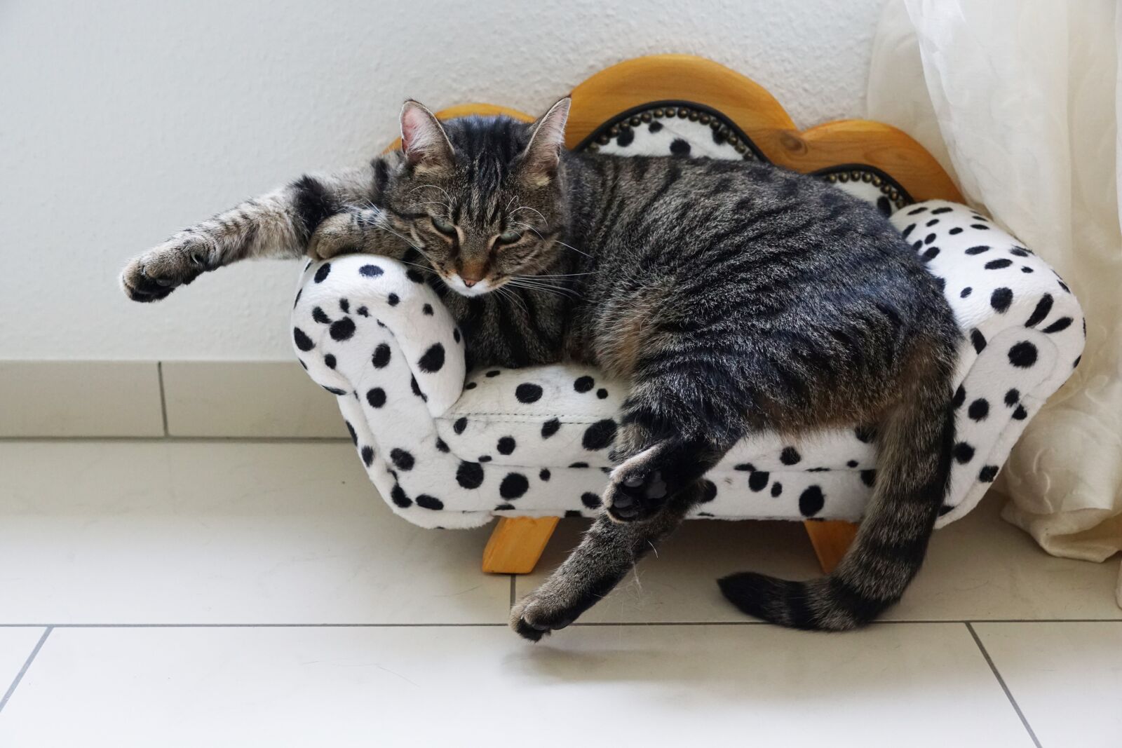 Sony ILCA-77M2 + Sony DT 16-50mm F2.8 SSM sample photo. Cat, tiger, sweet photography