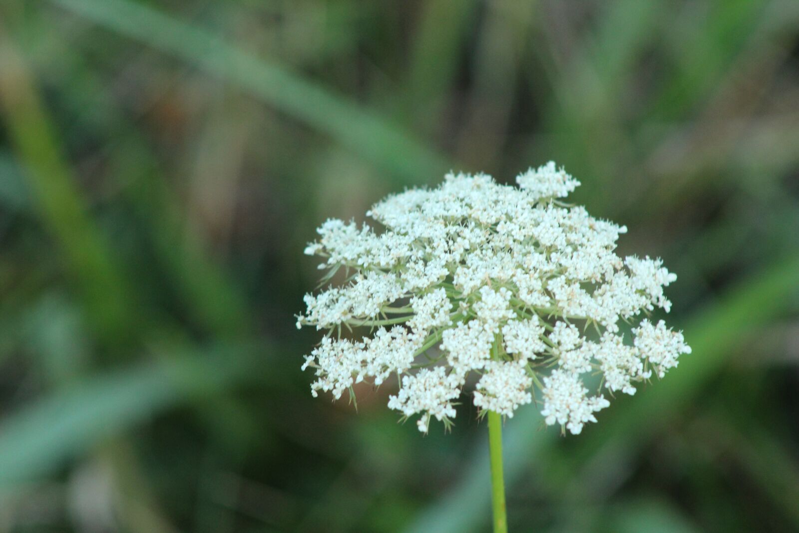 Canon EOS 1300D (EOS Rebel T6 / EOS Kiss X80) + EF75-300mm f/4-5.6 sample photo. White flower, close up photography