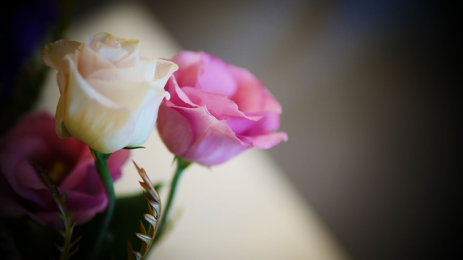 Panasonic Lumix DMC-GH4 sample photo. Flower, nature, flora photography