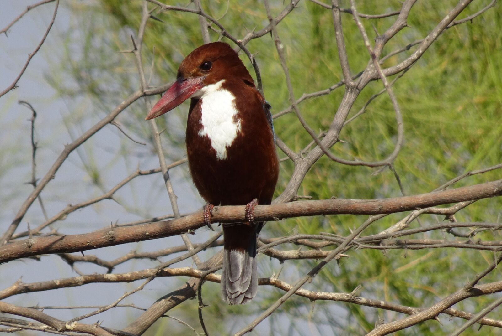 Sony Cyber-shot DSC-HX90V sample photo. Bird, kingfisher, white-throated kingfisher photography