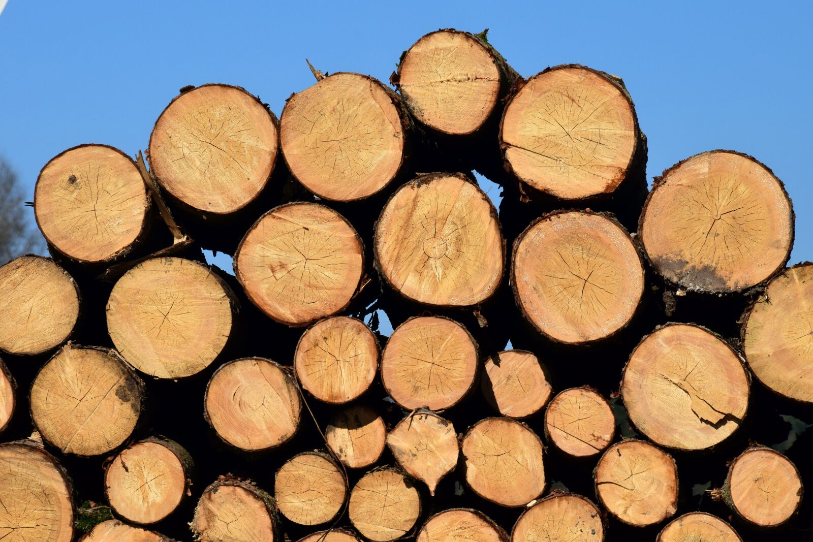 Nikon D3300 sample photo. Background, pile, firewood photography