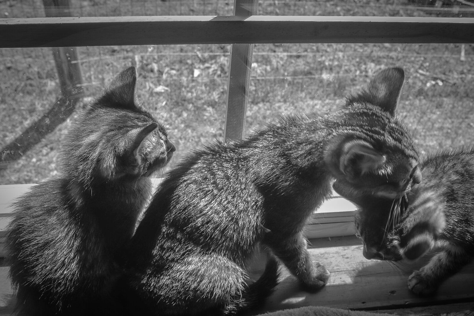 Canon EOS 200D (EOS Rebel SL2 / EOS Kiss X9) sample photo. Cats, brothers, animals photography