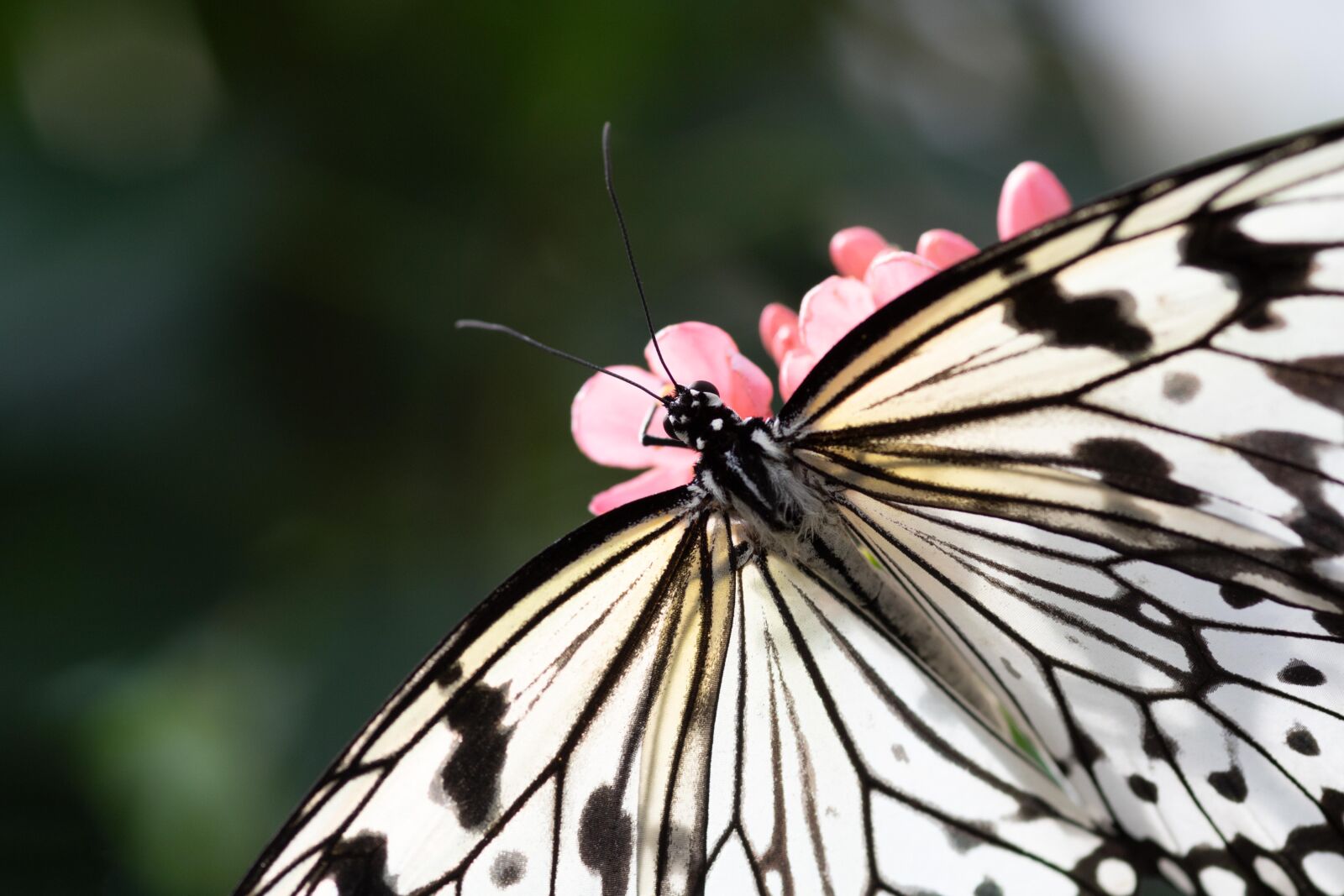 Canon EOS 750D (EOS Rebel T6i / EOS Kiss X8i) sample photo. Schmetterling, butterfly, blume photography