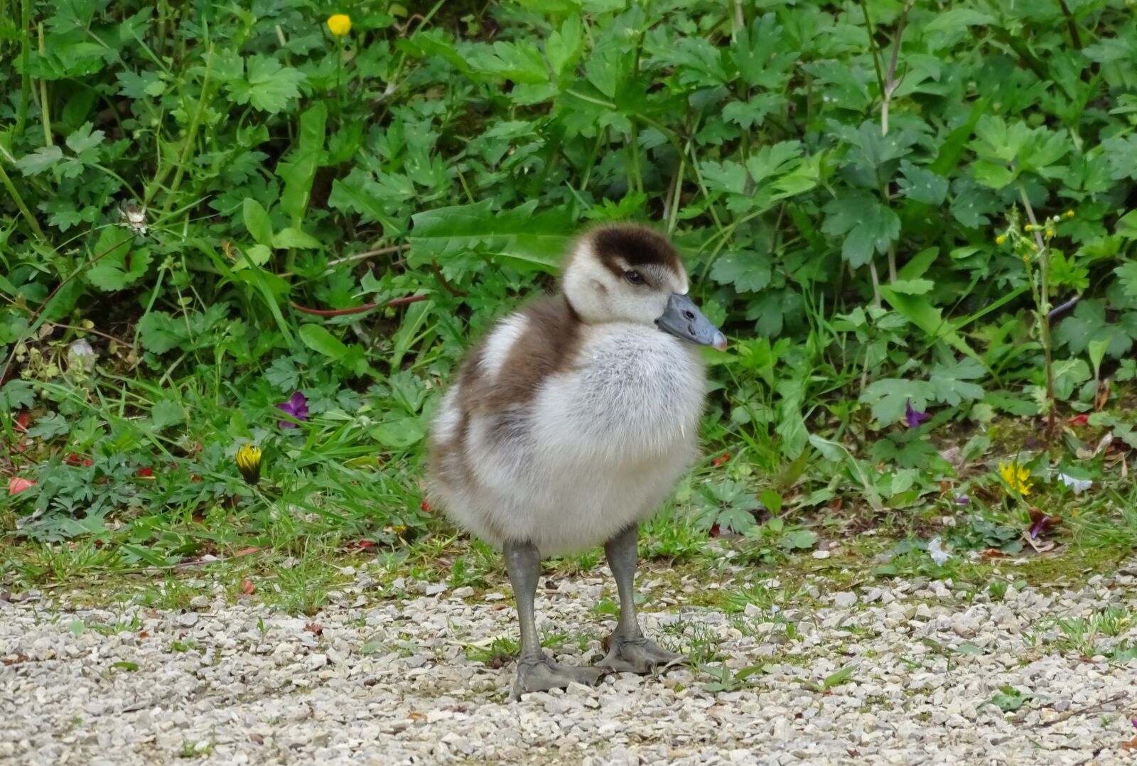 Sony Cyber-shot DSC-HX400V sample photo. Chicks, close up, nature photography