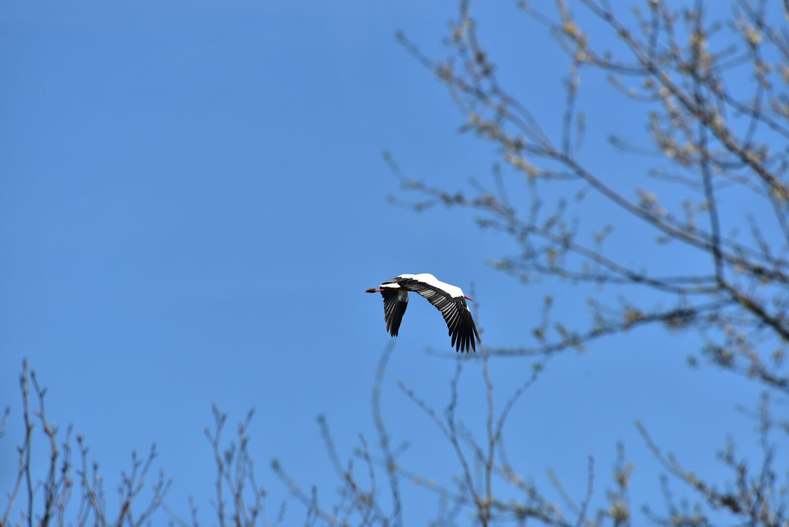 Nikon D750 sample photo. Stork, sky, flying photography
