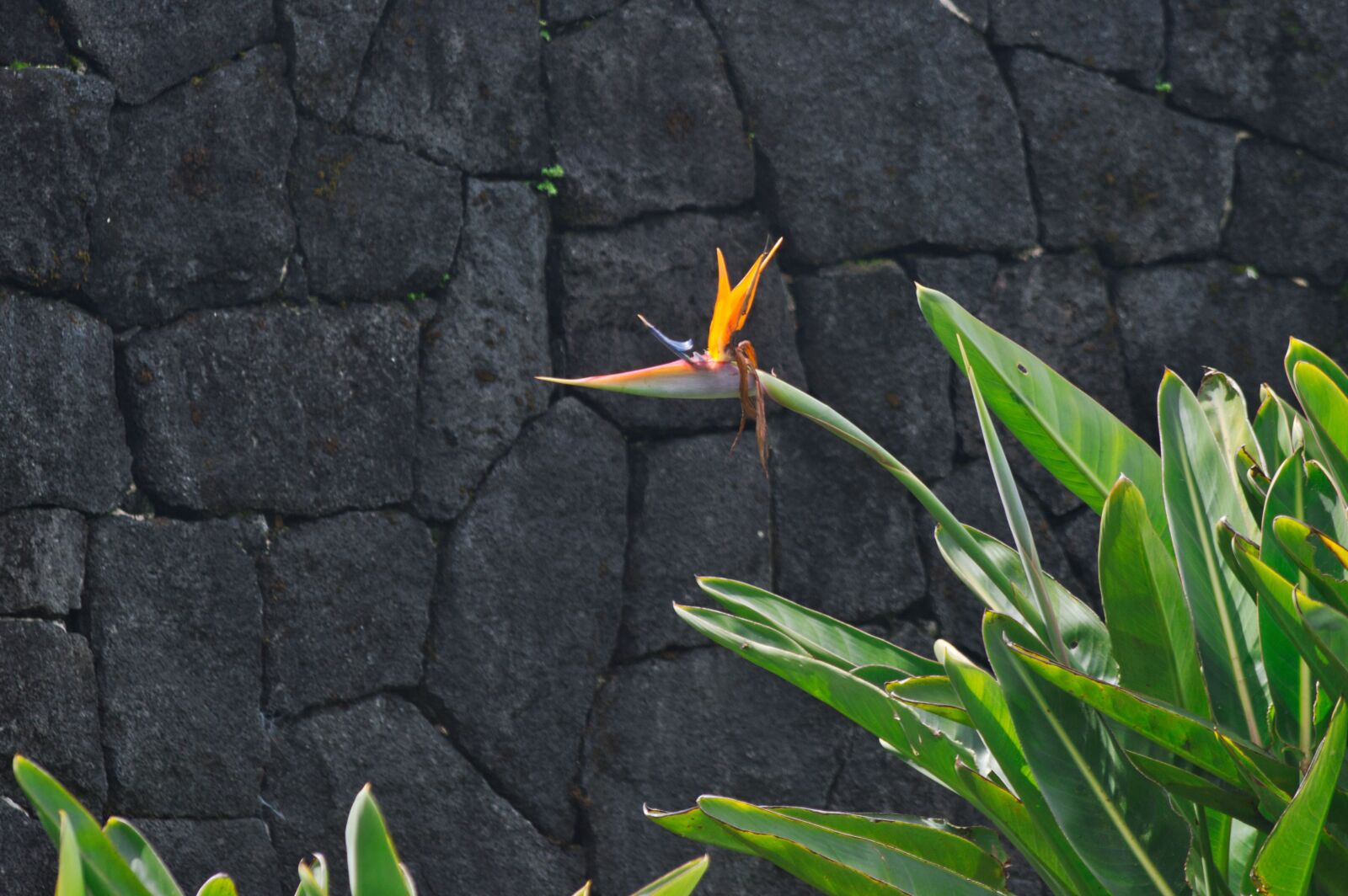 Nikon D3200 sample photo. Costa rica, plant, flower photography