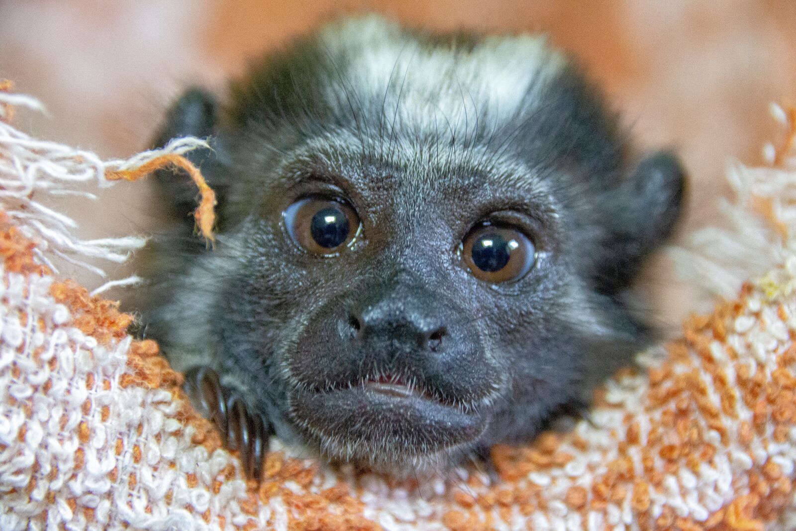 Canon EOS 700D (EOS Rebel T5i / EOS Kiss X7i) sample photo. Baby monkey, panama, parque photography