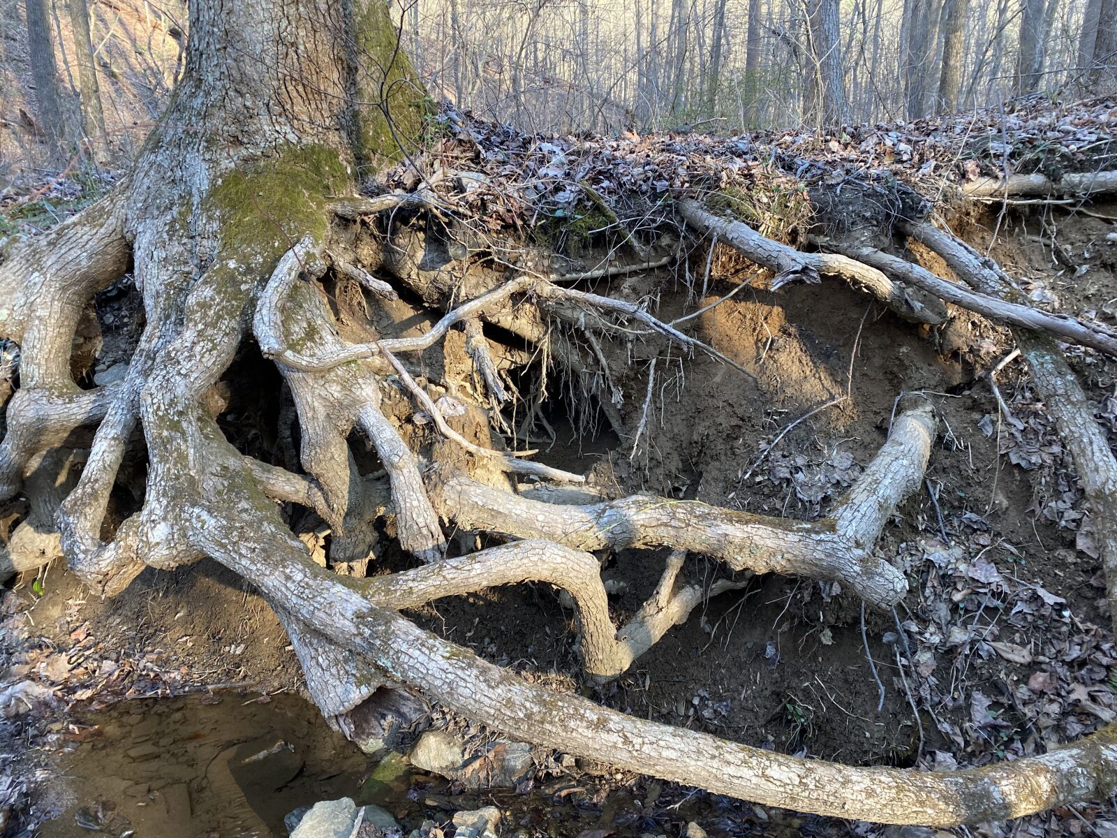 Apple iPhone 11 Pro Max sample photo. Roots, tree, forest photography