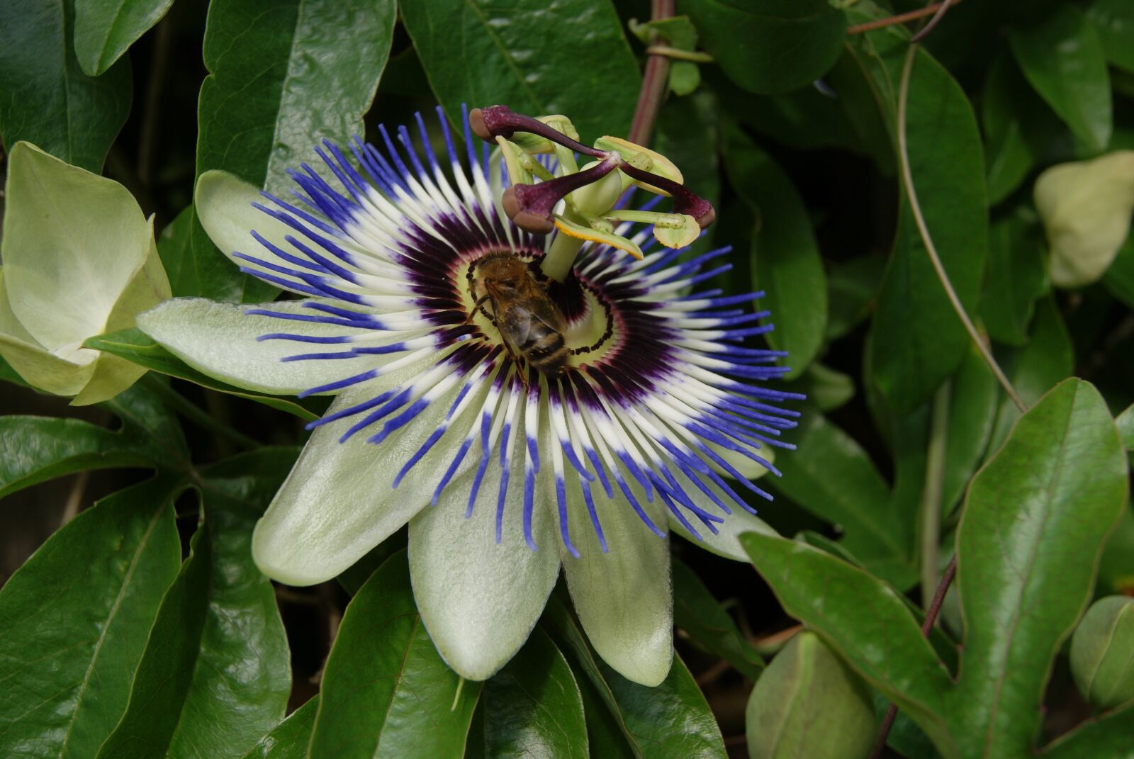 Sony Alpha DSLR-A330 sample photo. Passiflora, flower, bee photography
