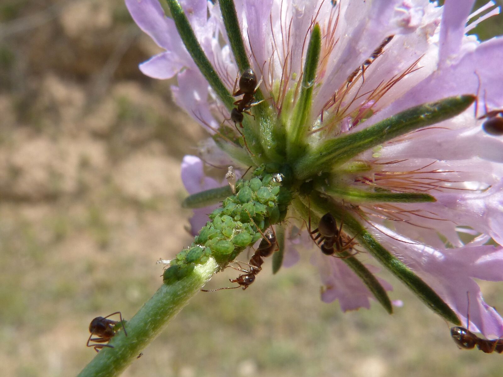 Panasonic DMC-FZ62 sample photo. Flower, aphid, aphids photography