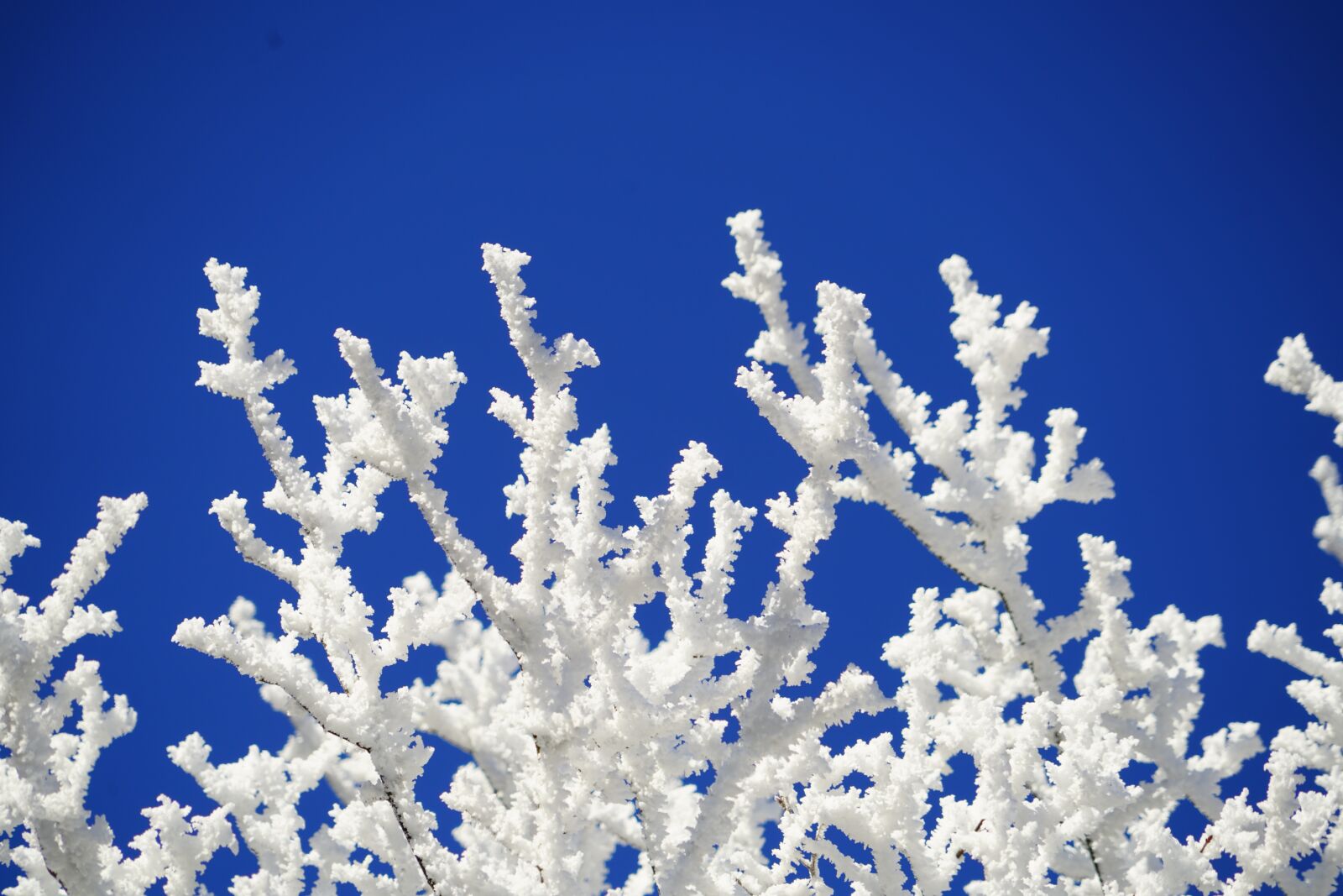 Sony a7R II + Sony FE 24-240mm F3.5-6.3 OSS sample photo. Aesthetic, branches, hoarfrost photography
