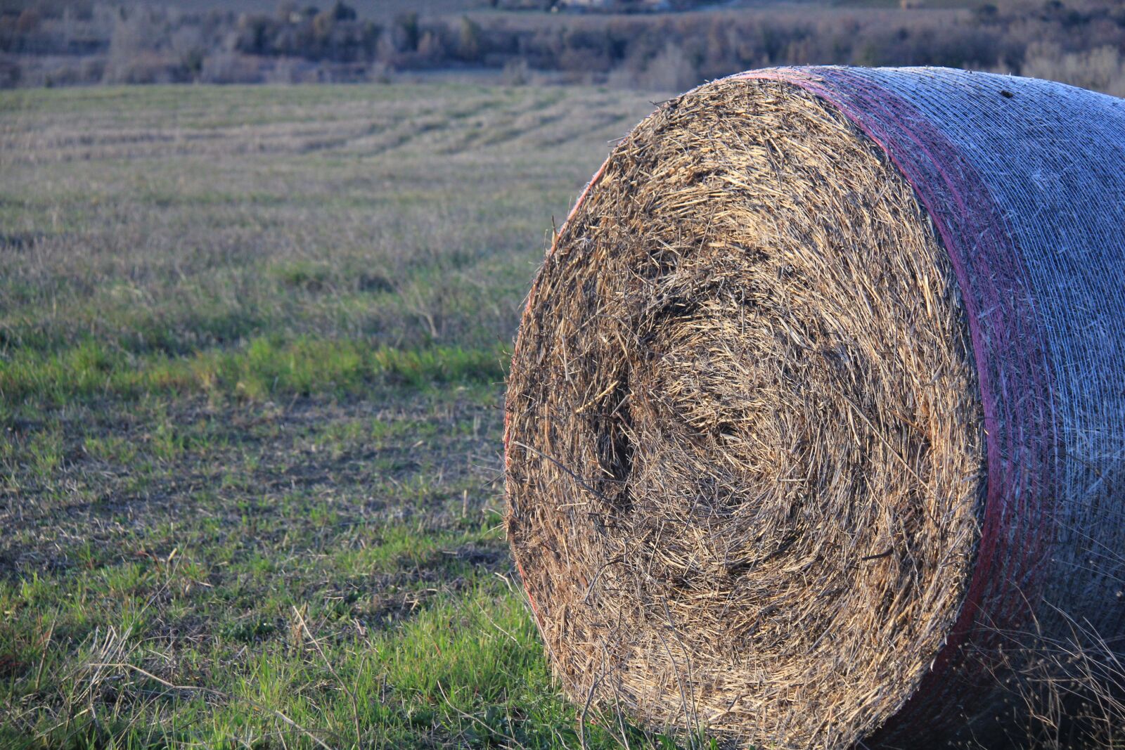 Canon EOS 550D (EOS Rebel T2i / EOS Kiss X4) sample photo. Home page, tuscany, italy photography