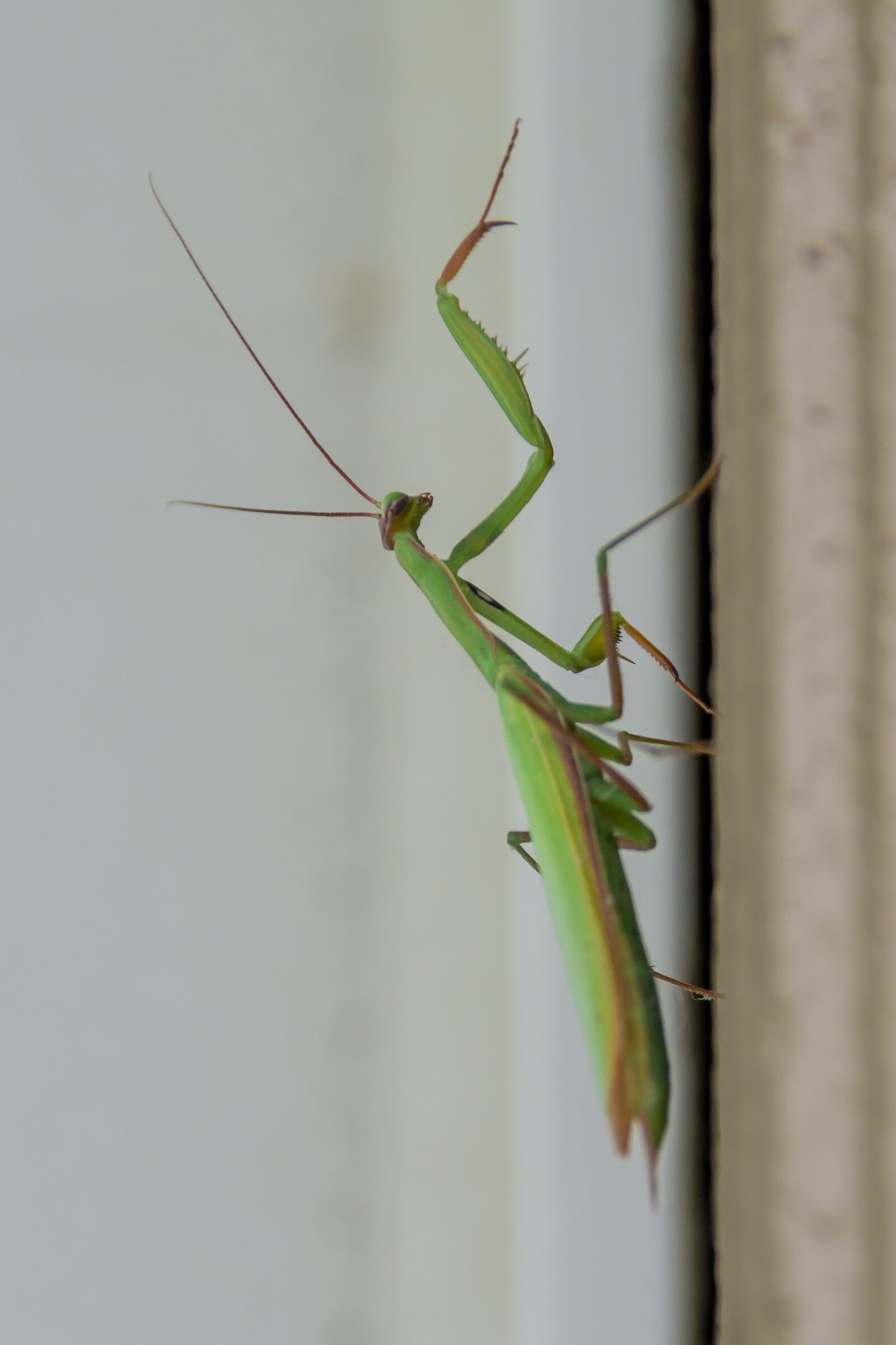 Nikon D5200 sample photo. Praying mantis, insects, mantis photography