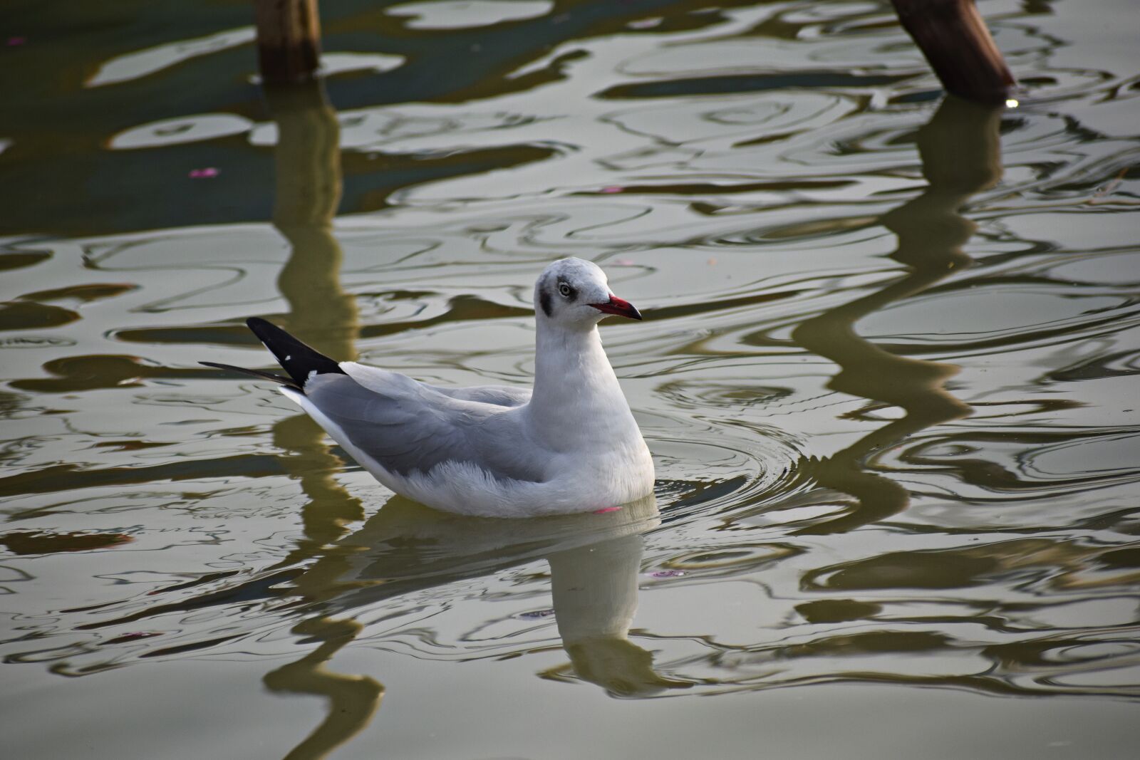 Nikon D3300 sample photo. Seagull, ganges, river photography