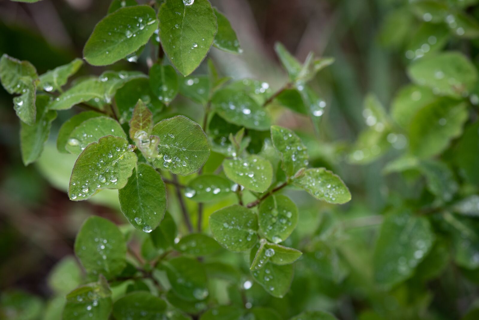 Nikon D750 sample photo. Leaves, green, branches photography