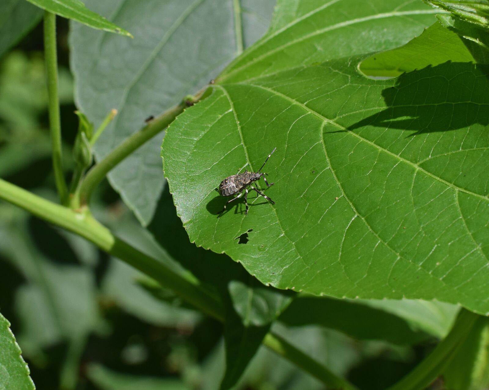 Nikon D3300 sample photo. Brown marmorated stink bug photography