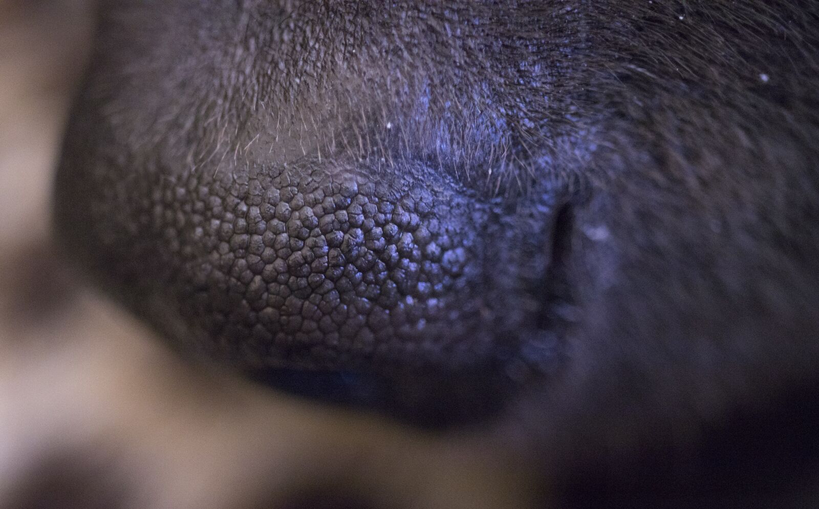 Canon EF-S 35mm F2.8 Macro IS STM sample photo. Dog, nose, olfactory photography