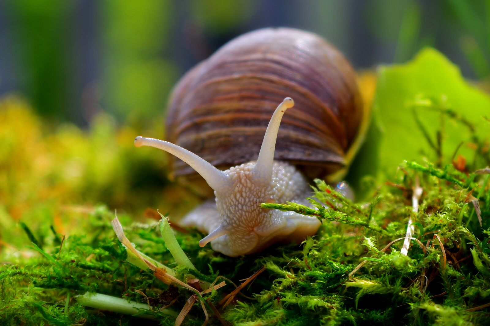 Nikon D5200 sample photo. Snail, mollusk, close up photography